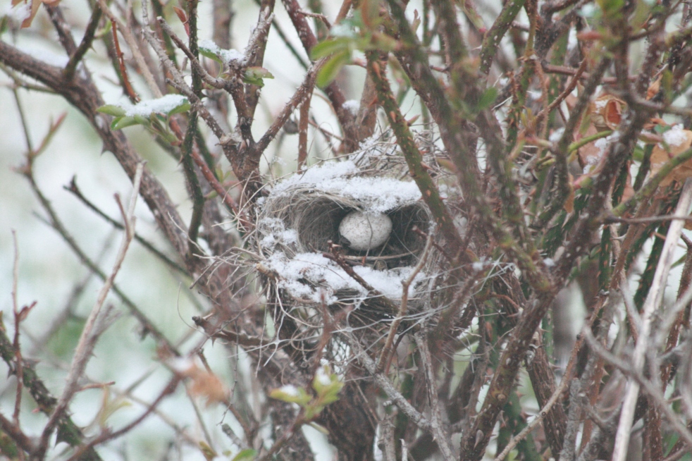 Snowy Nest