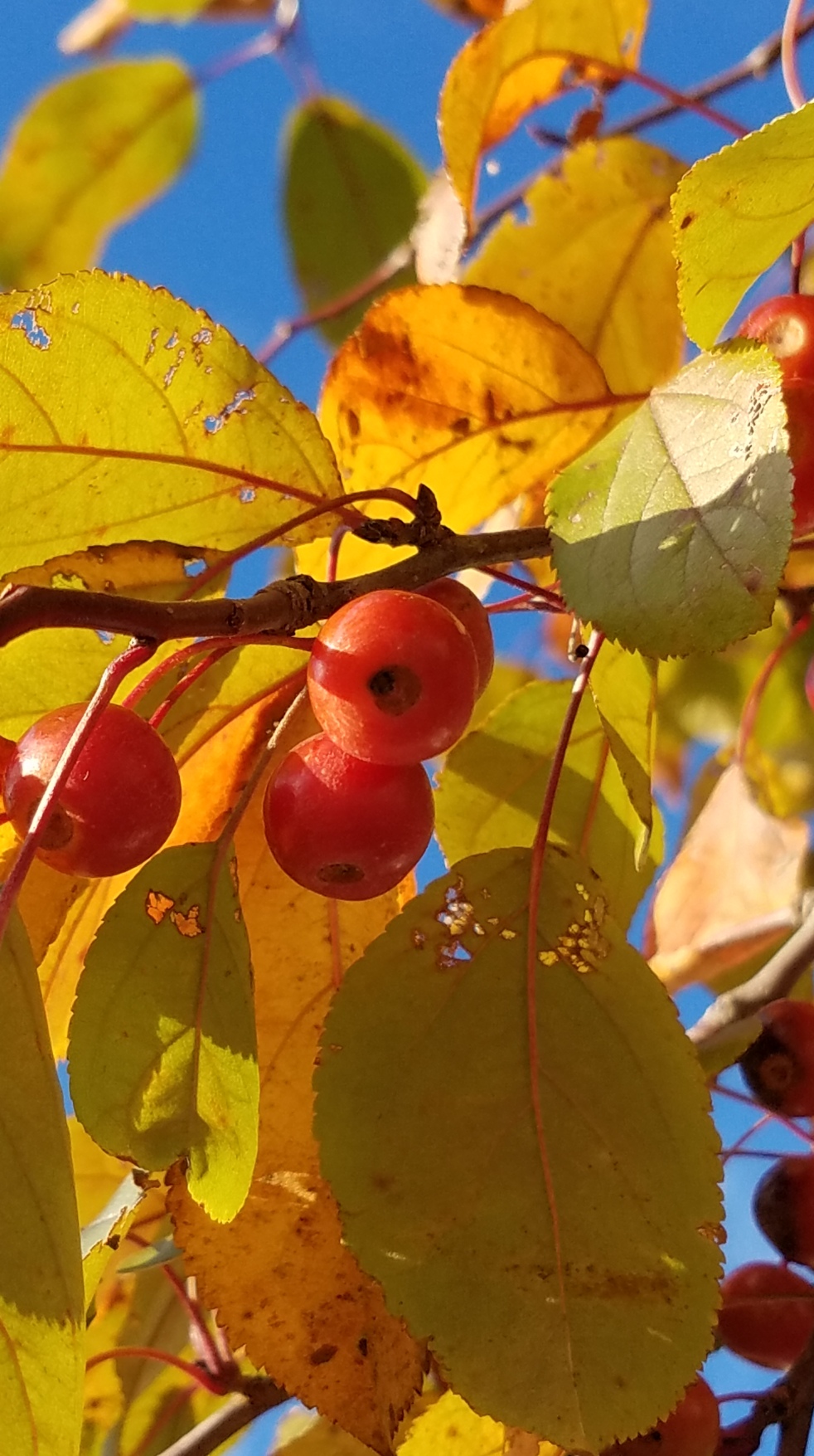 Fall Cherries