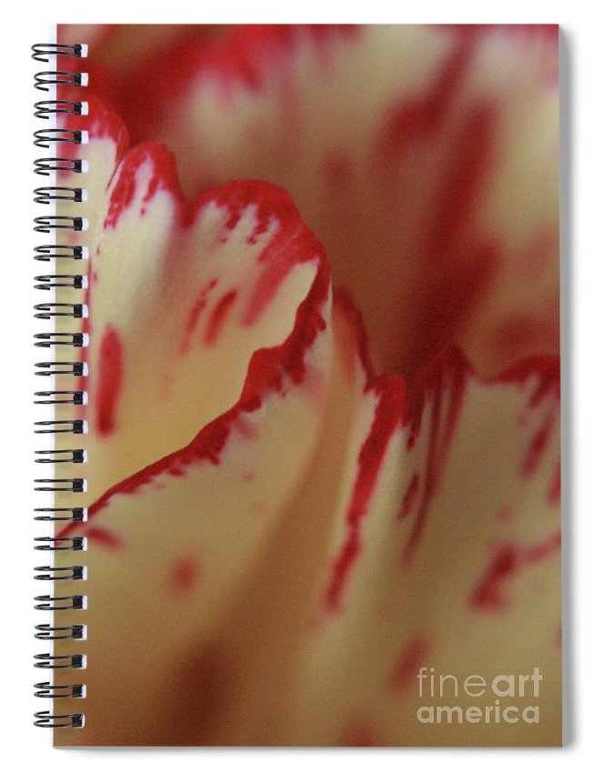 Pink Tipped Carnation Notebook