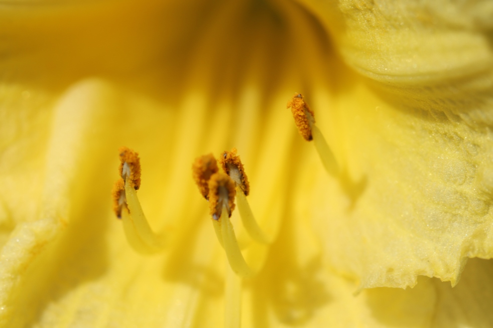 Yellow Daylily Stamen