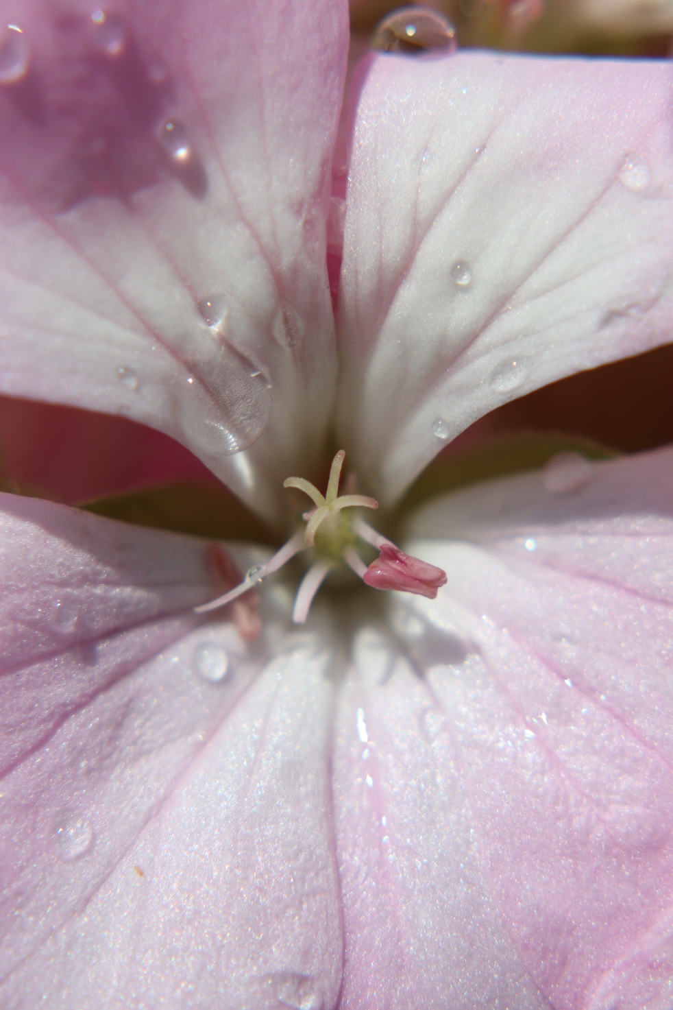 Pink Geranium After The Rain
