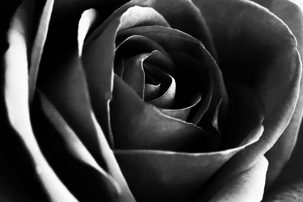 Black And White Rose