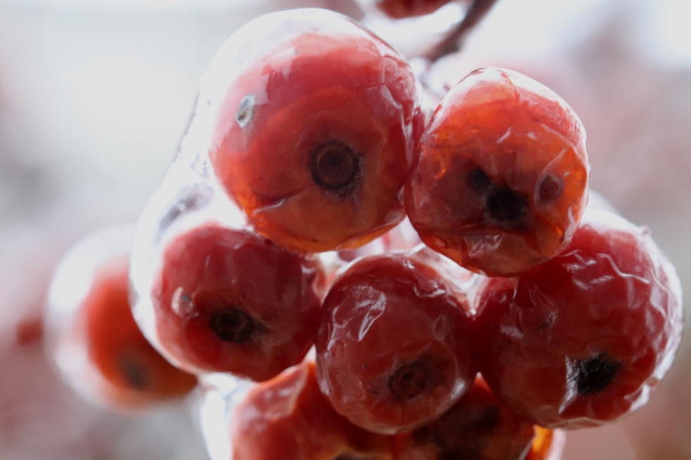 Ice Coated Cherries