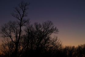 Twilight Silhouetted Trees