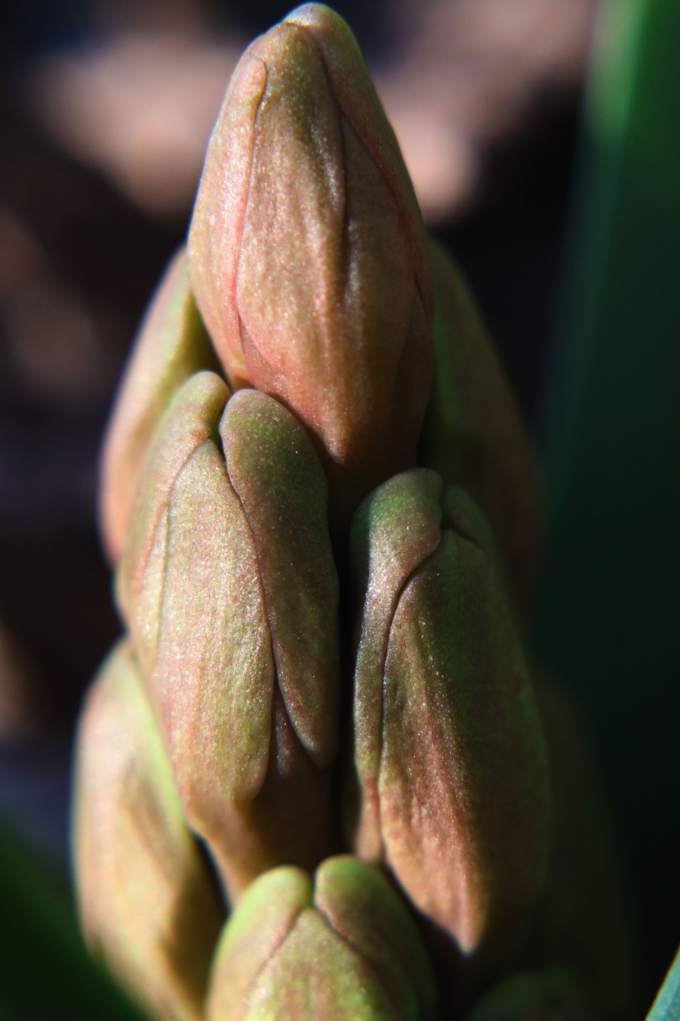 Hyacinth Bud