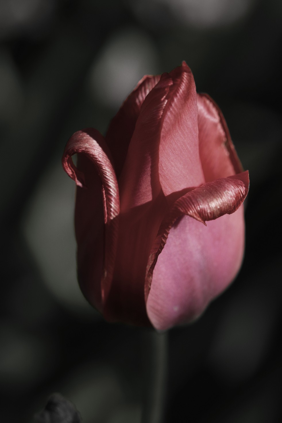 Faded Tulip
