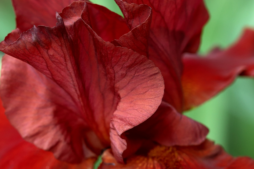 Rusty Red Iris