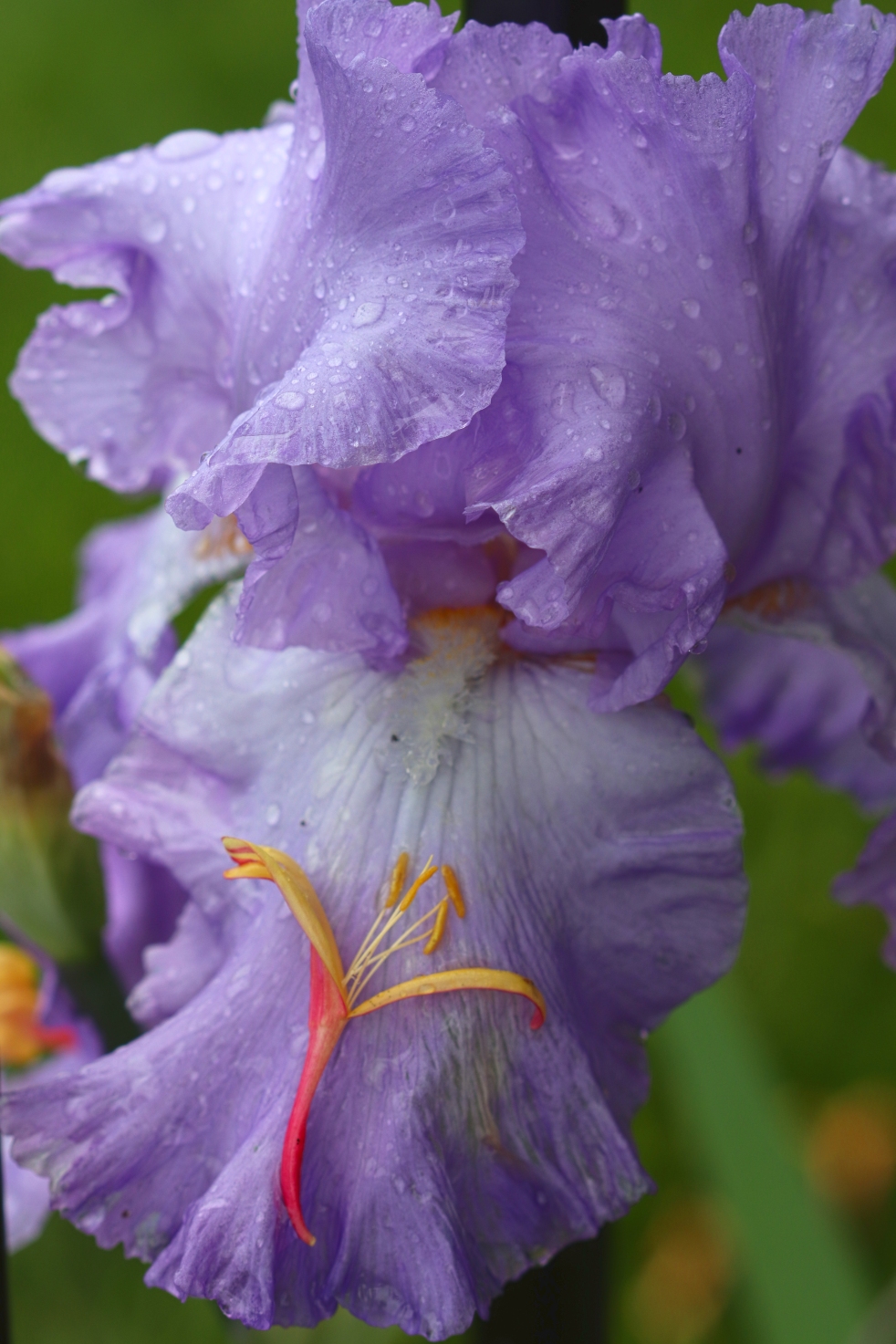 Honeysuckle Bloom On Purple Iris
