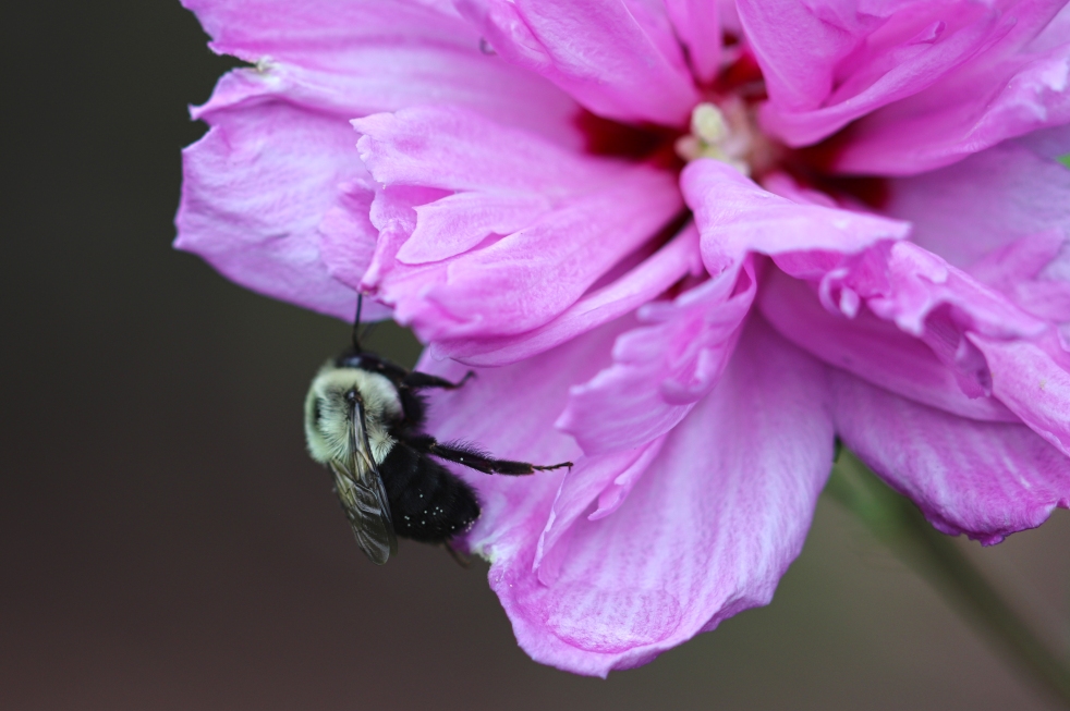 Bumblebee On Rose of Sharon Flower