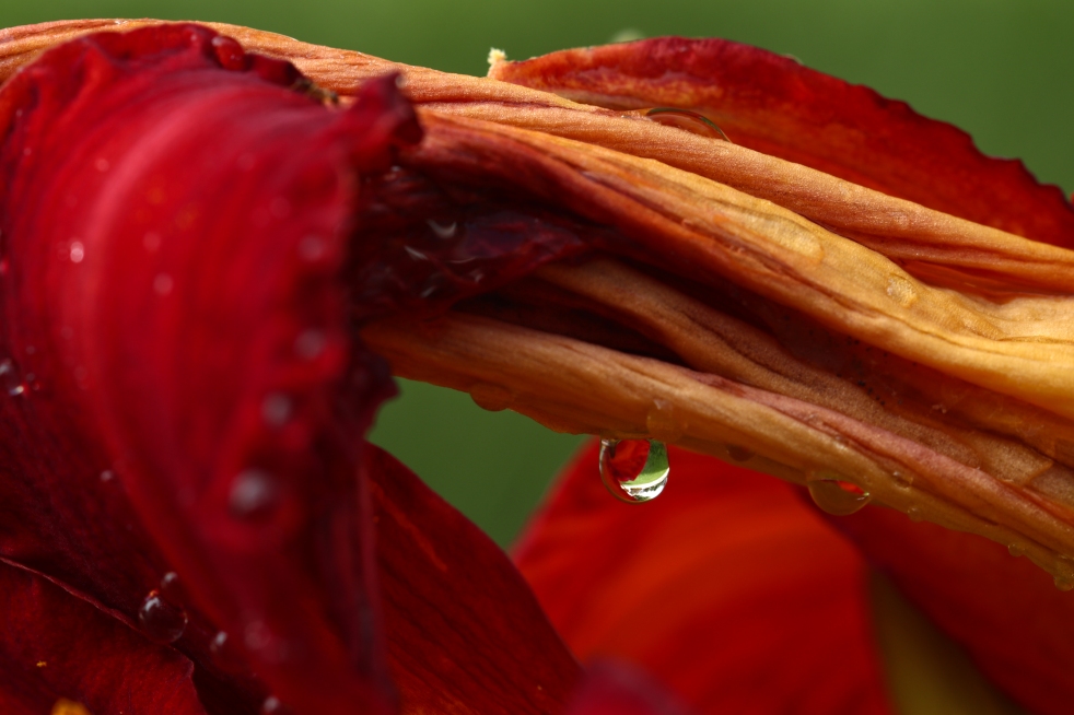 Water Drop On Red Daylily
