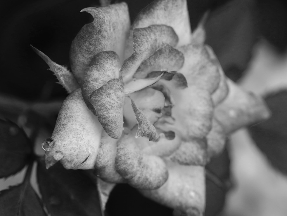 Speckled Rose In Black & White