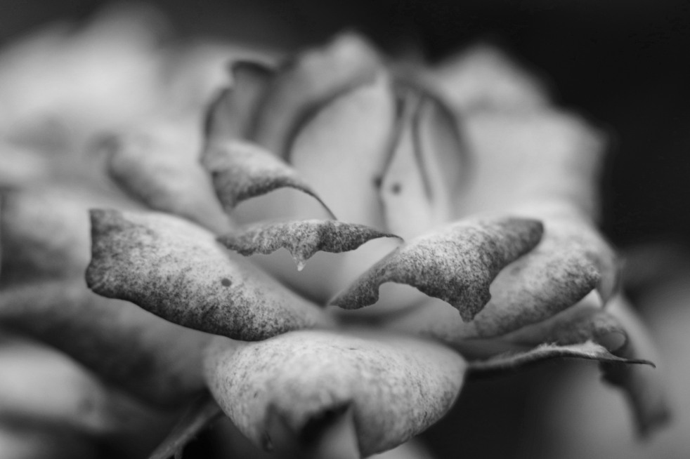 Rose In Black & White