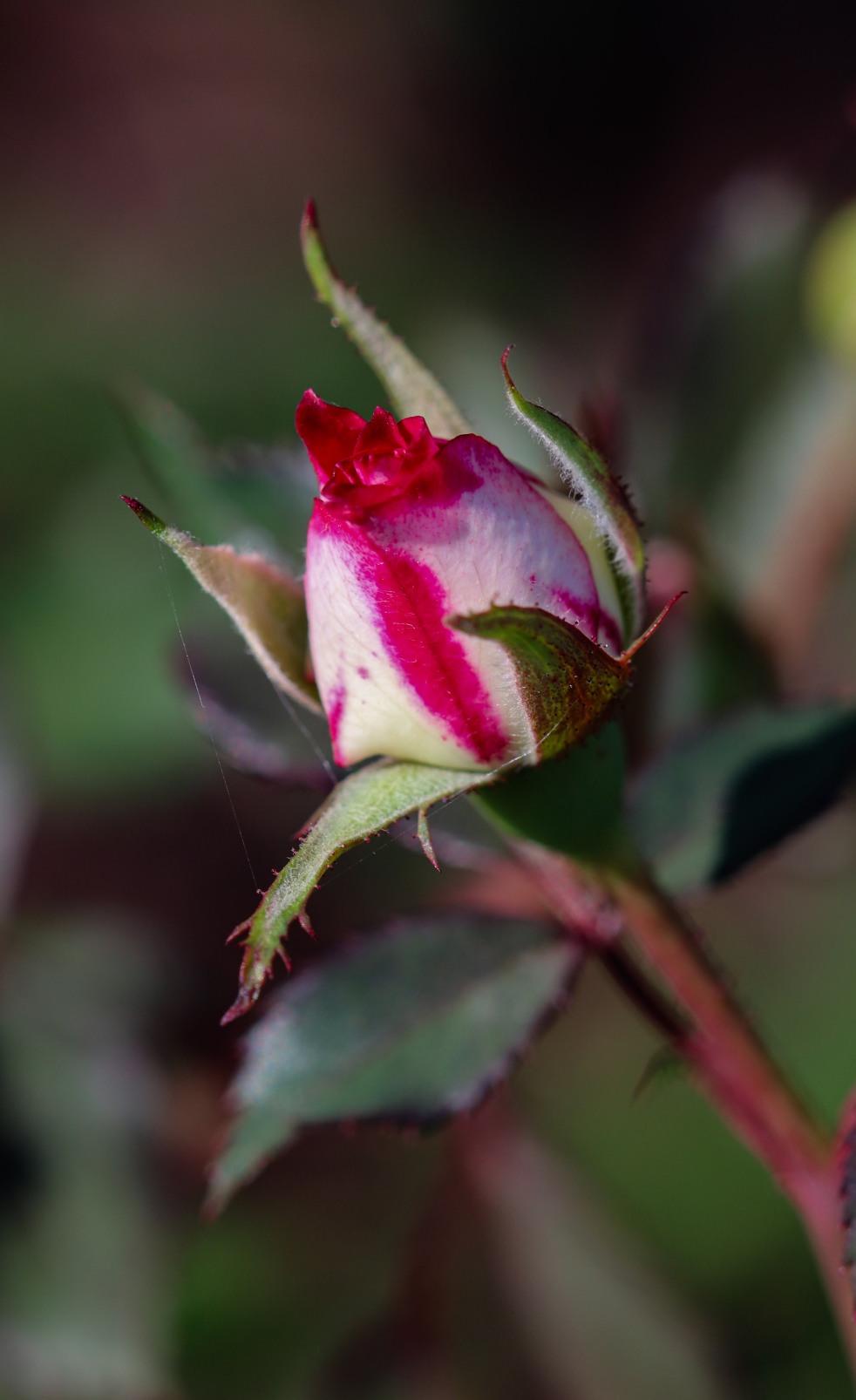 Pink and White Rose Bud