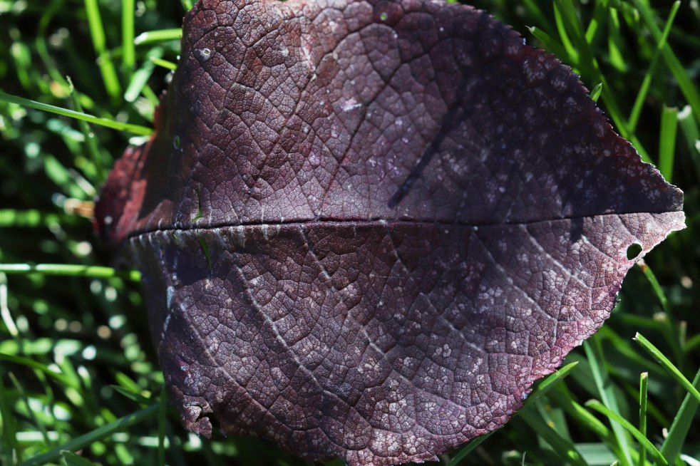 Purple Leaf In Grass