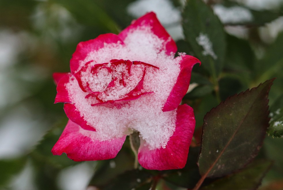 Snow On Pink Rose