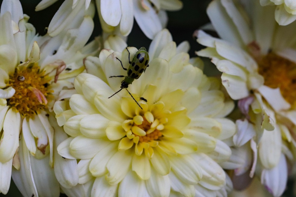 Green & Black Beetle on Yellow Mum