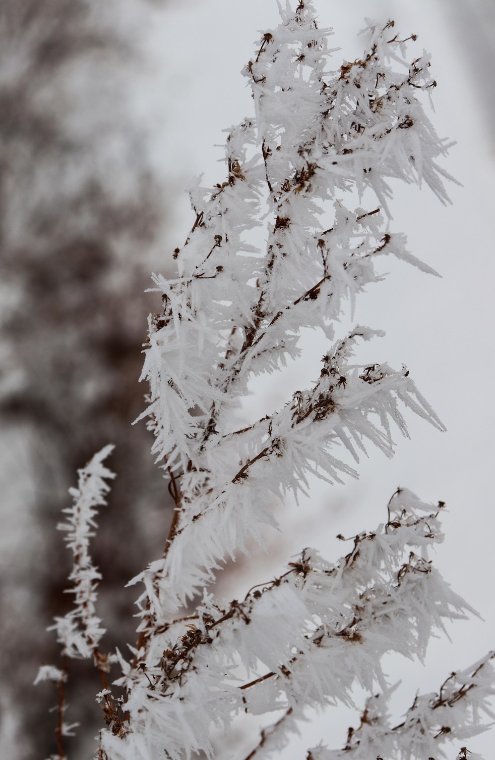 Shards of Frozen Fog Coating A Weed