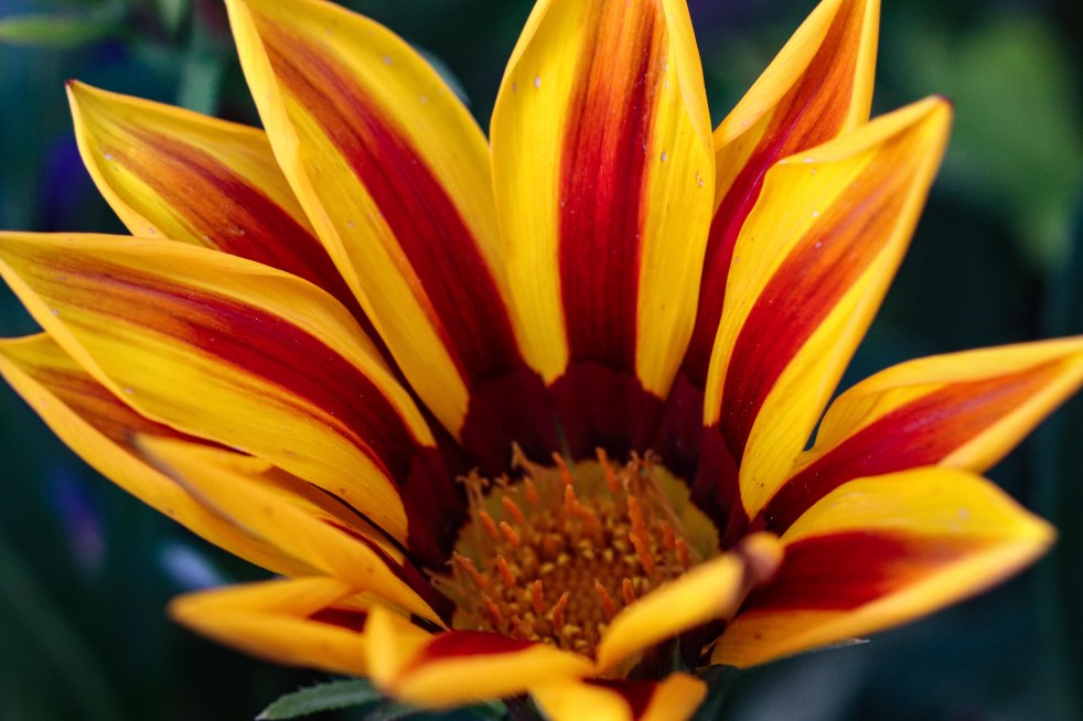 Daisy With Yellow and Red Striped Petals